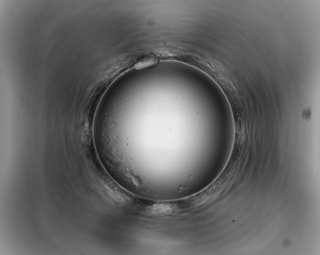 X0000099420418200805091248