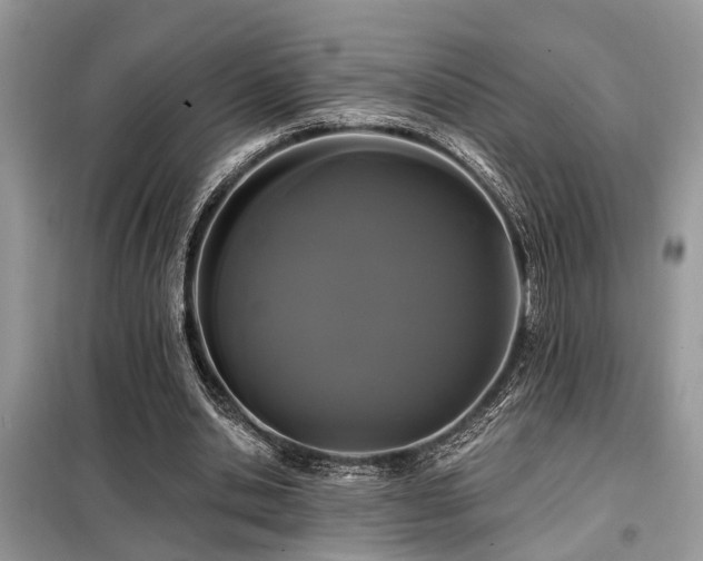 X0000099420438200805091246