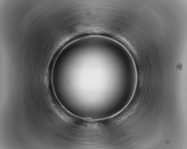 X0000099420439200805091246