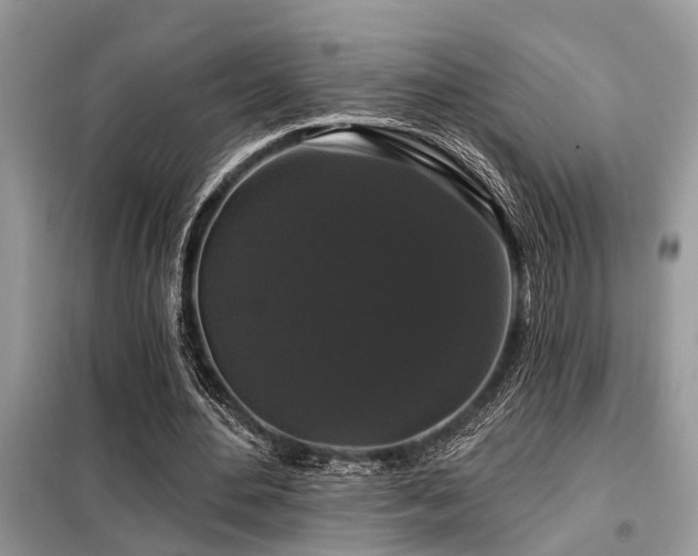 X0000099420484200805091246