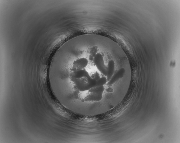 X0000099420495200805091246