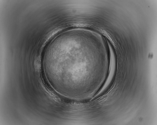X0000099420531200805091245