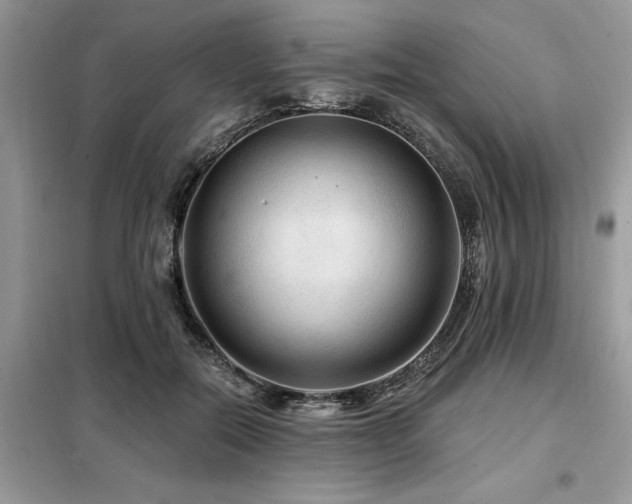 X0000099420554200805091245