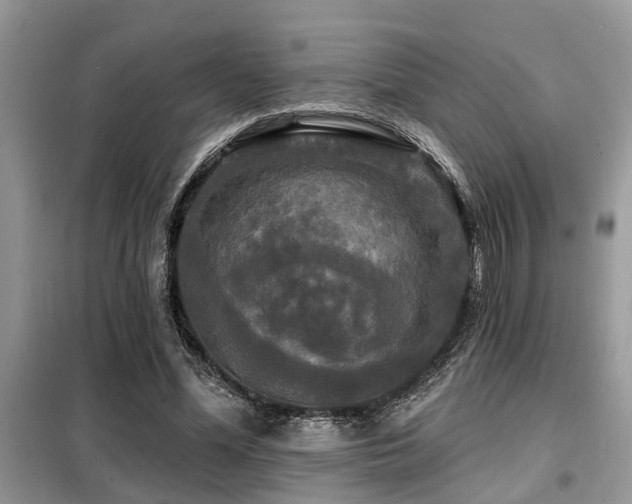 X0000099420588200805091245