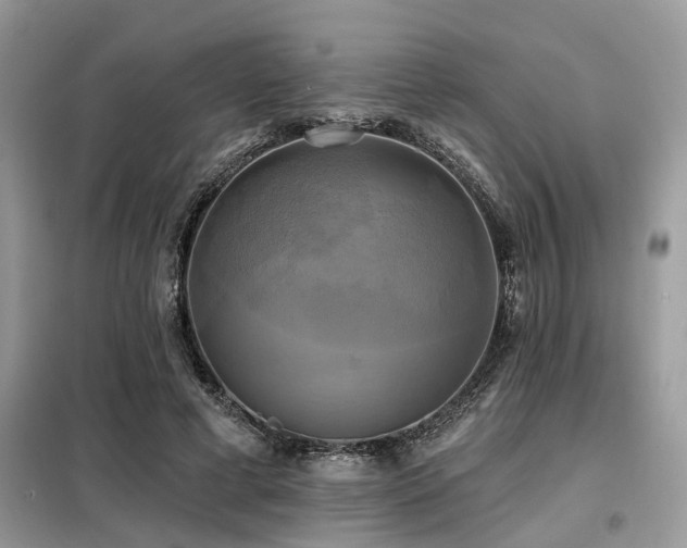 X0000099420593200805091245