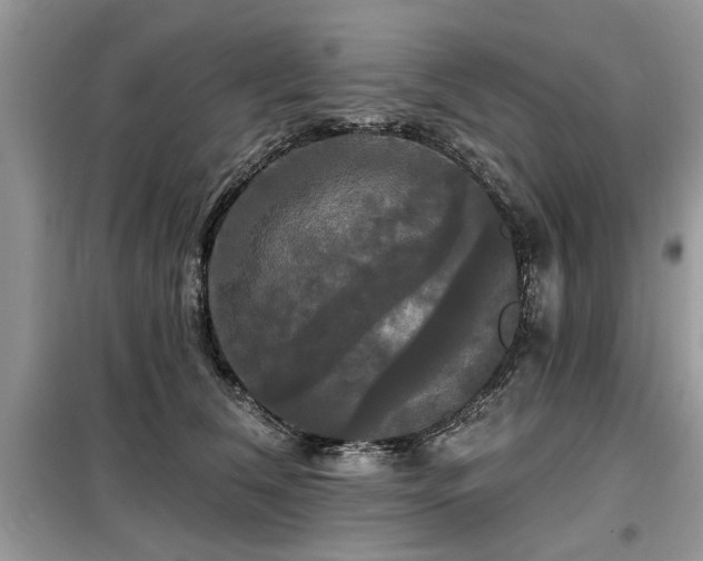 X0000099420612200805091244