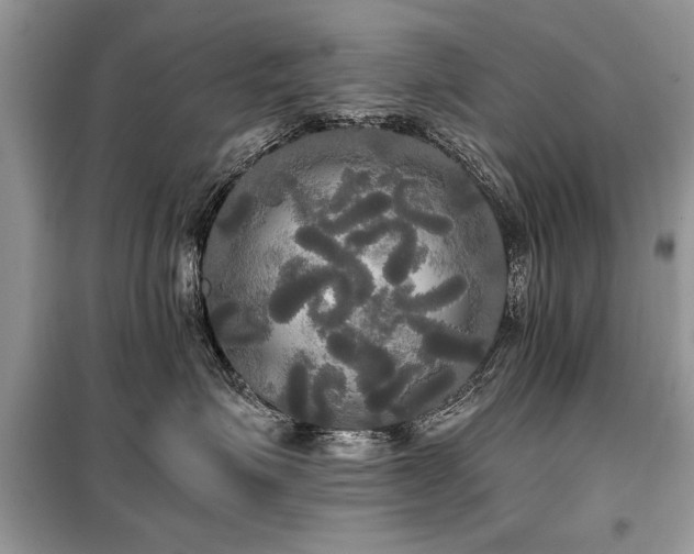 X0000099420623200805091244