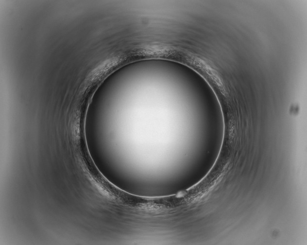 X0000099420633200805091243