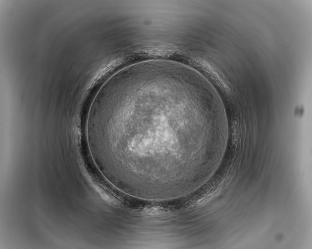 X0000099420634200805091243