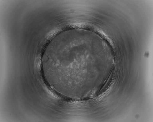 X0000099420637200805091243