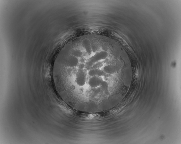 X0000099420663200805091244