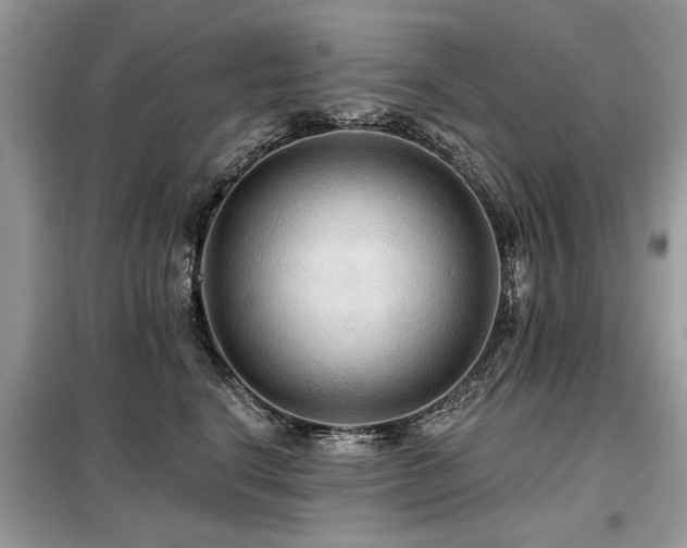 X0000099420664200805091244