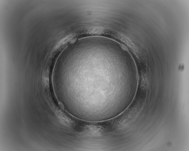 X0000099420681200805091243