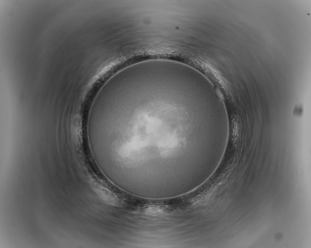 X0000099420684200805091243