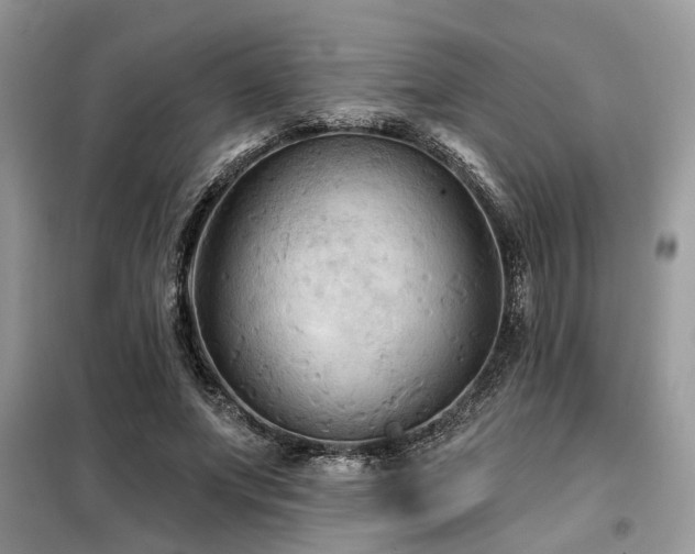 X0000099420687200805091243