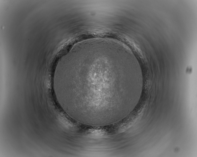 X0000099420689200805091243