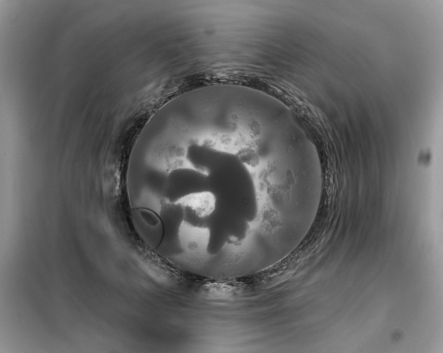 X0000099420703200805091243