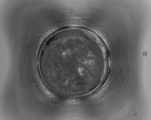 X0000099420721200805091242