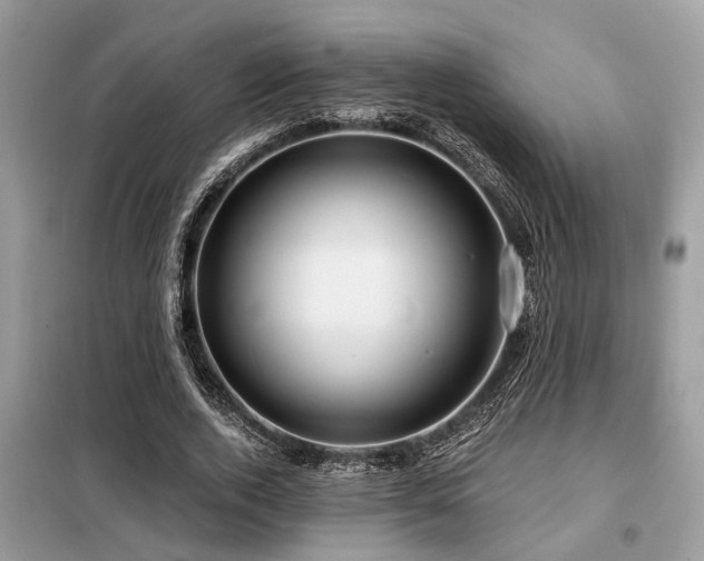 X0000099420728200805091242