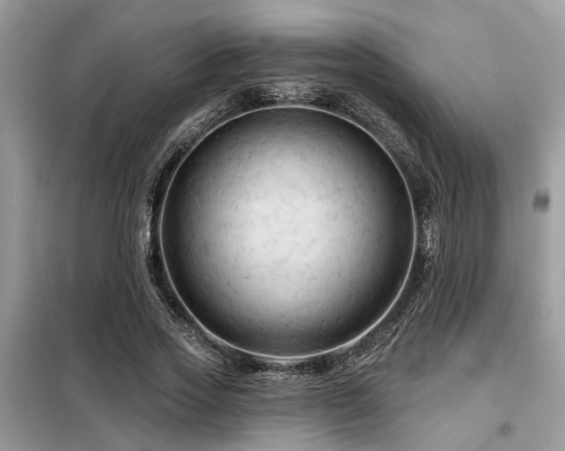 X0000099420733200805091242