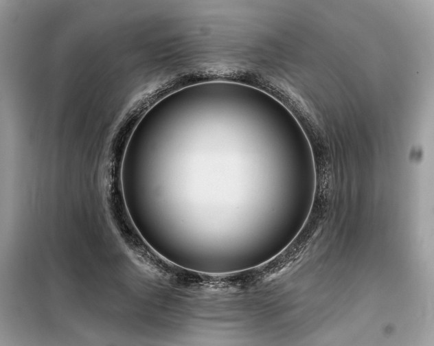 X0000099420736200805091242