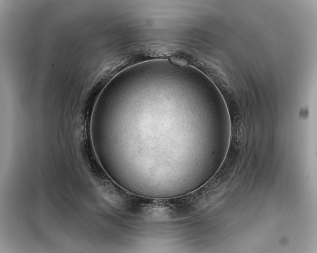 X0000099420743200805091242