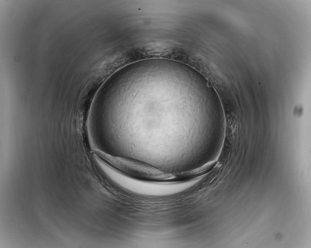 X0000099420745200805091242