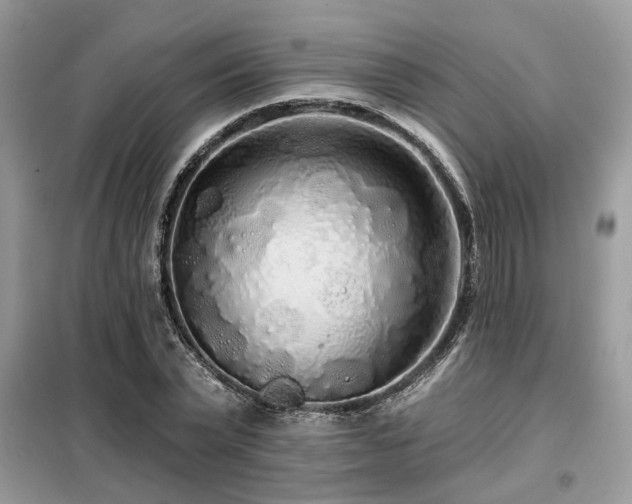 X0000099420783200805091242
