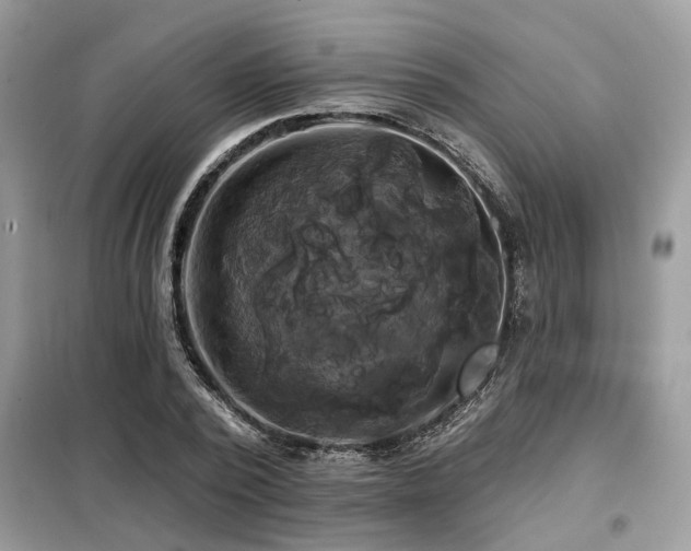 X0000099420784200805091242