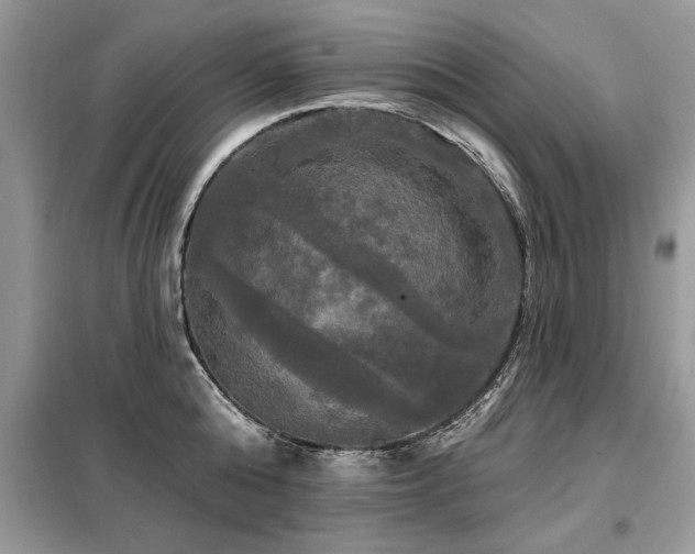 X0000099420808200805091241
