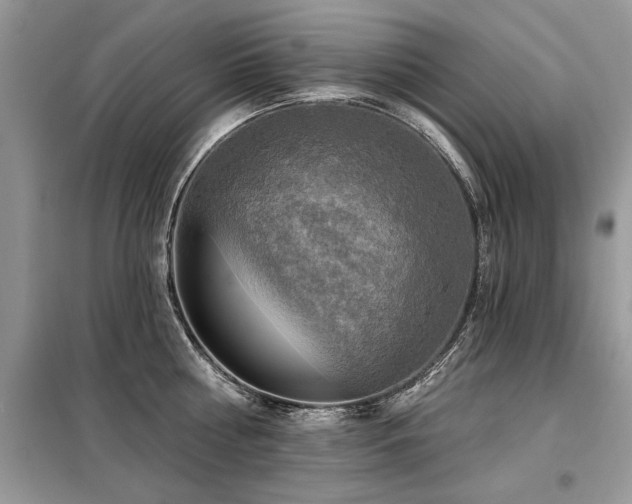 X0000099420810200805091241