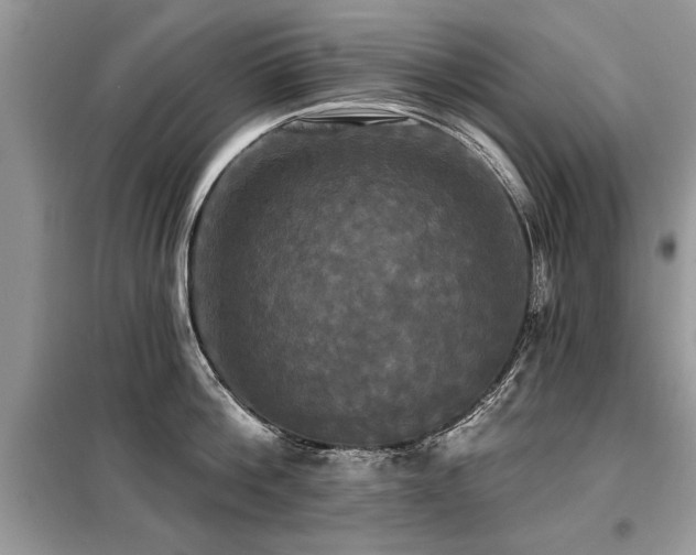 X0000099420812200805091241