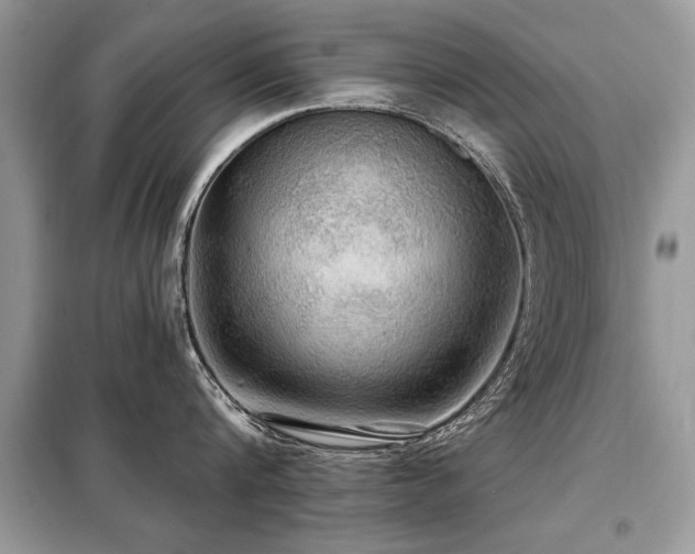 X0000099420816200805091241