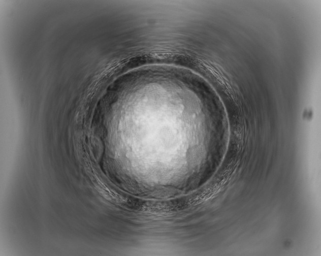 X0000099420817200805091240