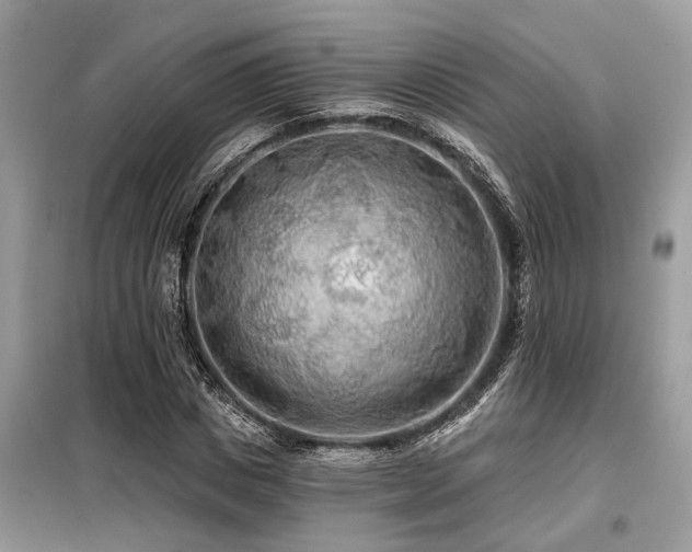 X0000099420825200805091241