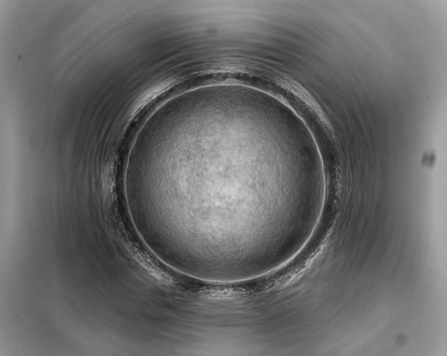 X0000099420826200805091241
