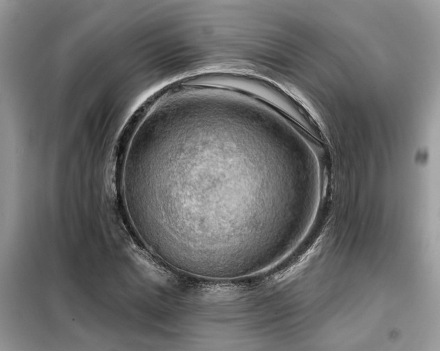 X0000099420830200805091241