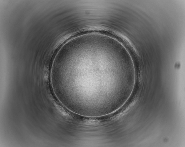 X0000099420833200805091241