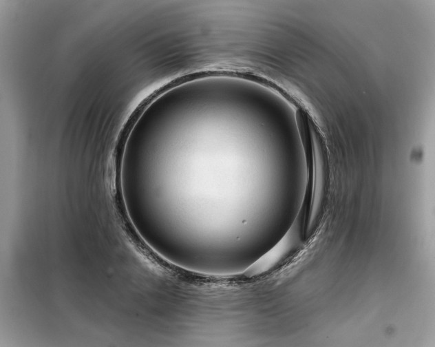 X0000099420838200805091241