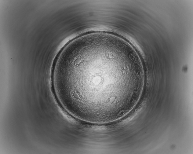 X0000099420845200805091241
