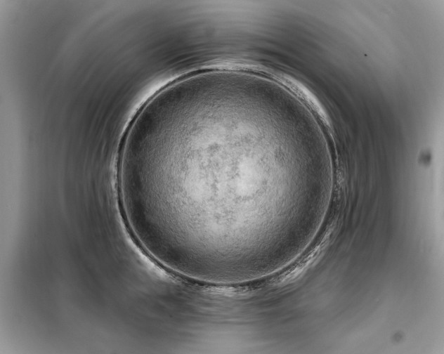 X0000099420855200805091241