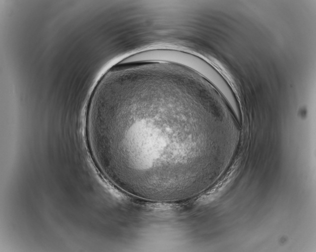 X0000099420862200805091241