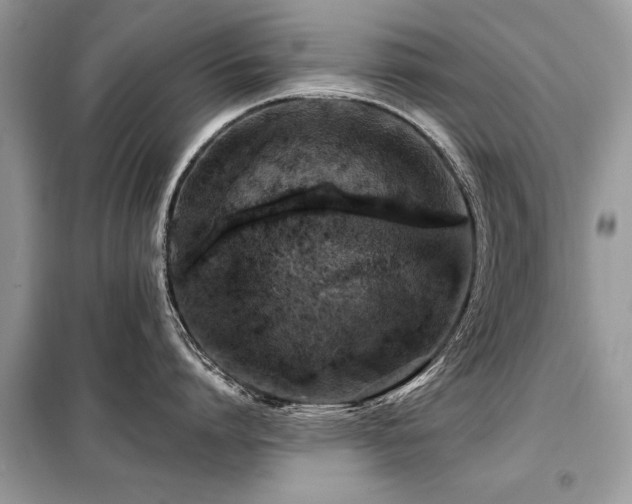 X0000099420864200805091241