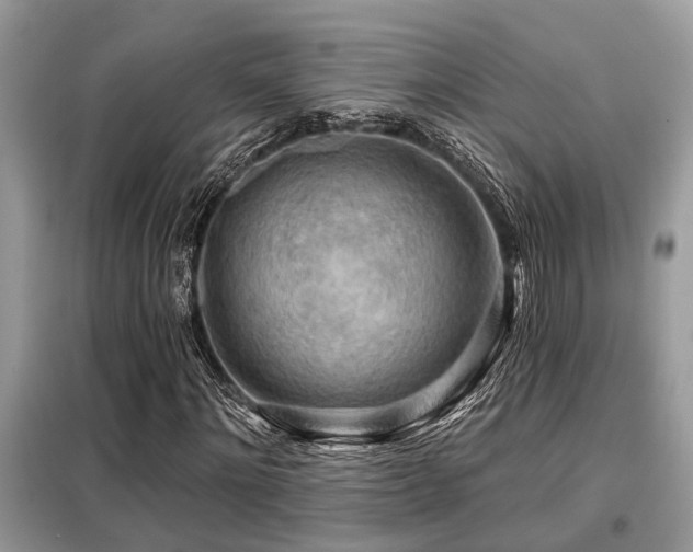 X0000099420868200805091240