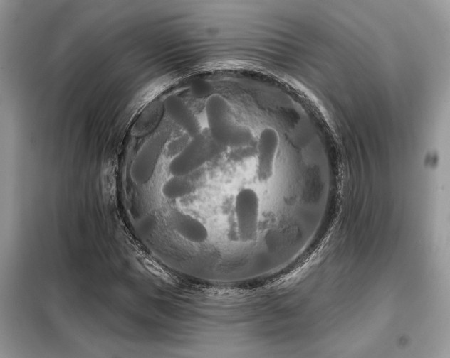 X0000099420921200805091239
