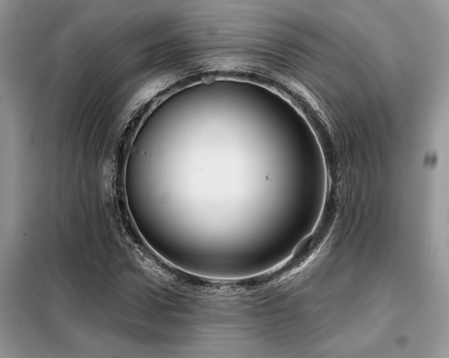 X0000099420922200805091239