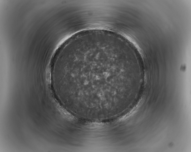 X0000099420925200805091239