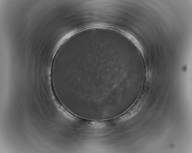X0000099420954200805091239
