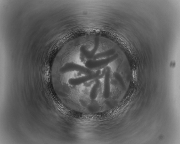 X0000099420963200805091239