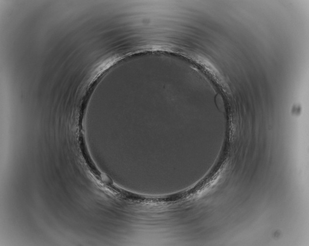 X0000099420977200805091239